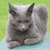RussianBlue's picture
