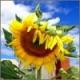 neluni's picture